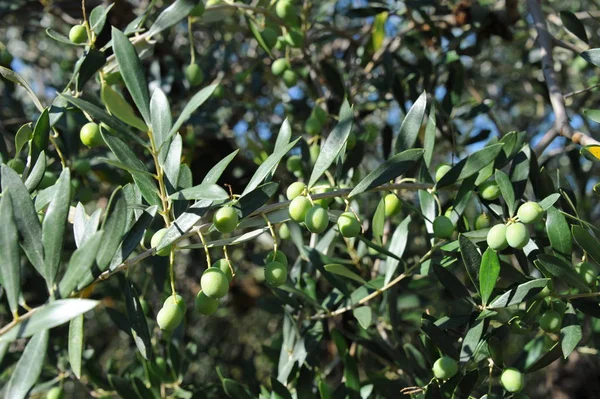 Spanien Olivenbaum Bei — Stockfoto