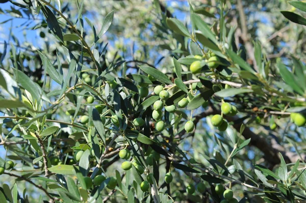 Spanien Oliven Baum — Stockfoto