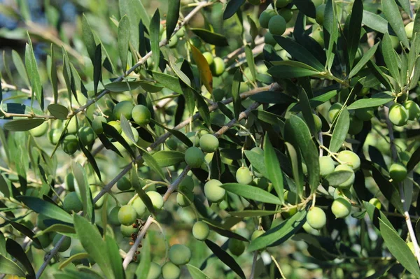 Spanien Olivenbaum Bei — Stockfoto