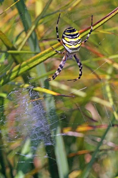거미줄 Argiope Bruennichi — 스톡 사진