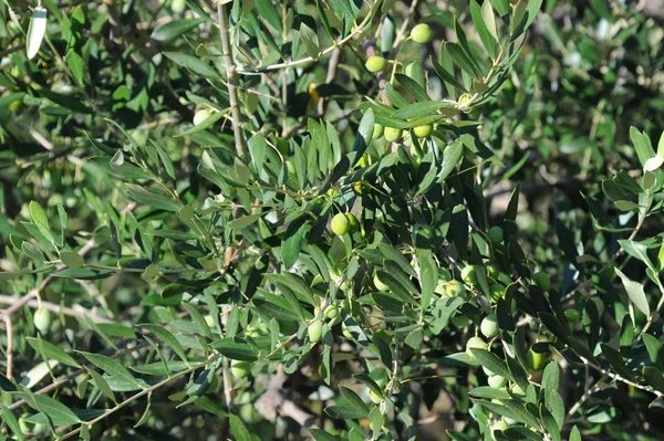 Spain Oliven Baum — Fotografia de Stock