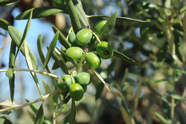 Spanje Olijven Aan Boom — Stockfoto