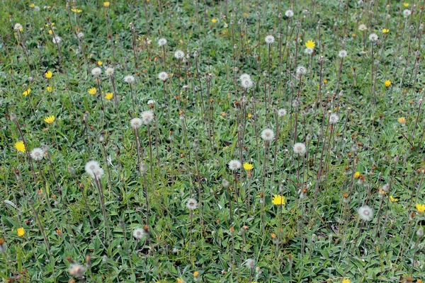緑の草の背景に熟したタンポポ — ストック写真