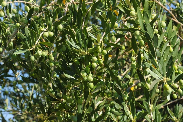 Spanien Olivenbaum Bei — Stockfoto