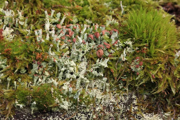 Crescimento Cogumelos Flora Botânica Natureza — Fotografia de Stock