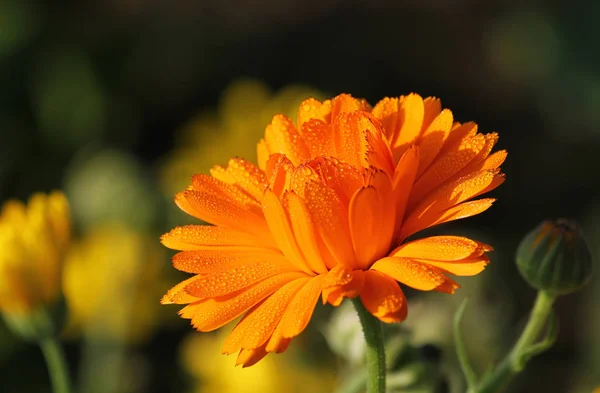 Piękny Widok Naturalnego Kwiatu Nagietka — Zdjęcie stockowe