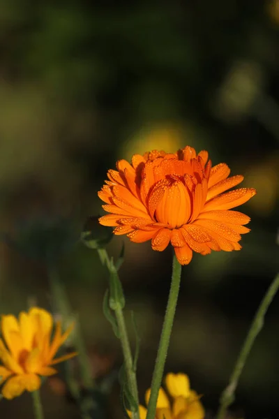 Bella Vista Del Fiore Calendula Naturale — Foto Stock