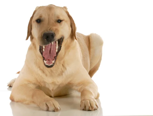 Dog Growling Looking Viewer Isolated White Background — Stock Photo, Image