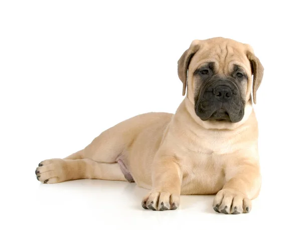 Cute Puppy Bullmastiff Puppy Laying Looking Viewer Isolated White Background — Stock Photo, Image