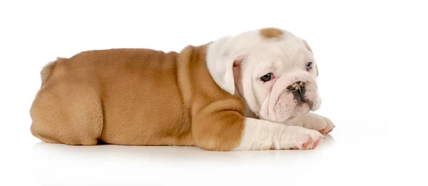 Bulldog Puppy Liggend Geïsoleerd Witte Achtergrond Weken Oud — Stockfoto