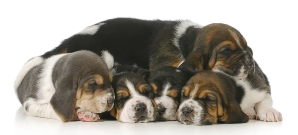 Pilha Cachorros Ninhada Cachorros Basset Hound Semanas Idade — Fotografia de Stock