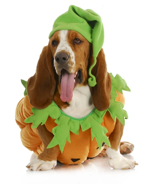 Halloween Dog Basset Hound Pumpkin Tongue Hanging Out Isolated White — Stock Photo, Image