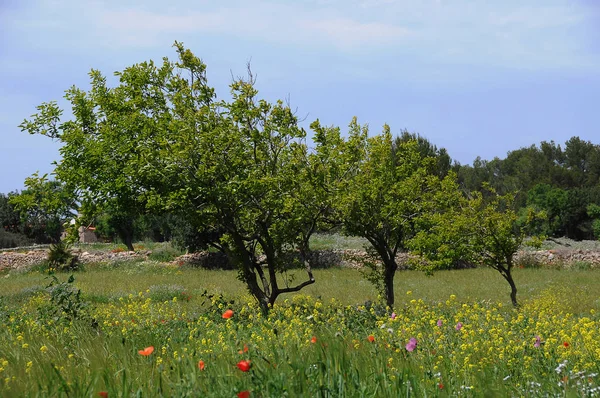 Оливкове Дерево Природна Флора — стокове фото