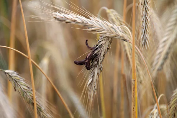 Oreilles Maïs Champ Agricole — Photo