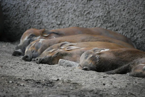 Schlafender Puma Auf Dem Boden — Stockfoto