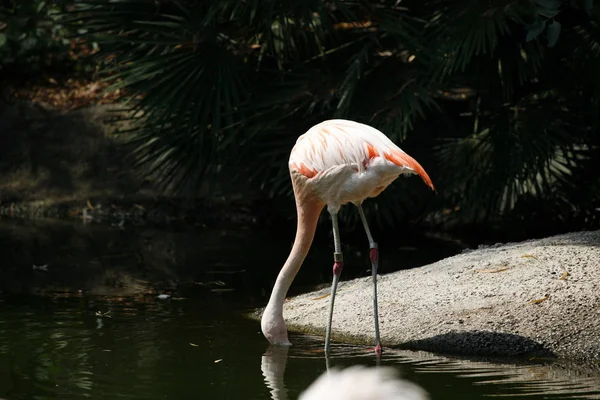 Vue Panoramique Belle Oiseau Flamant Rose Nature — Photo