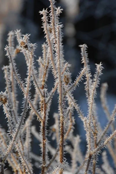 Karla Kaplı Kış Manzarasının Resimsel Görüntüsü — Stok fotoğraf
