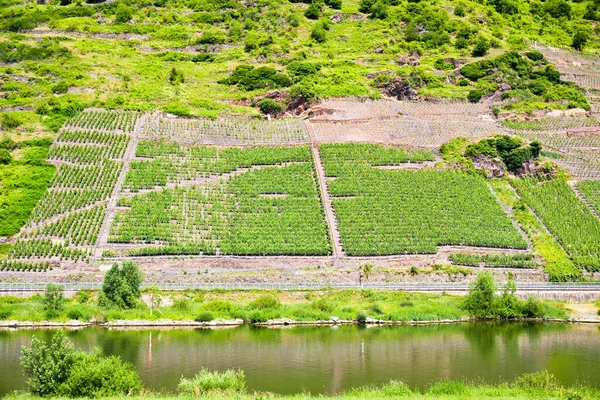 Vingårdar Sluttning Gröna Kullar Mosel Floddal Tyskland — Stockfoto