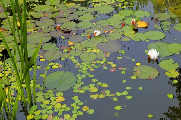 Staw Ogrodowy Lily Pads — Zdjęcie stockowe