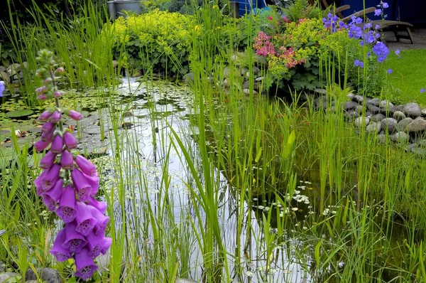 Teichfingerhut Blüht Garten Fingerhut Digitalis Purpurea — Stockfoto