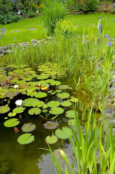 Gartenteich Mit Lilienkissen Gartenfigur Ufer — Stockfoto