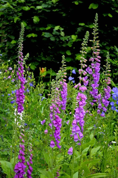 Foxglove Florescendo Jardim Foxglove Digitalis Purpurea Foxglove Cinquefoil Fuchs Herb — Fotografia de Stock