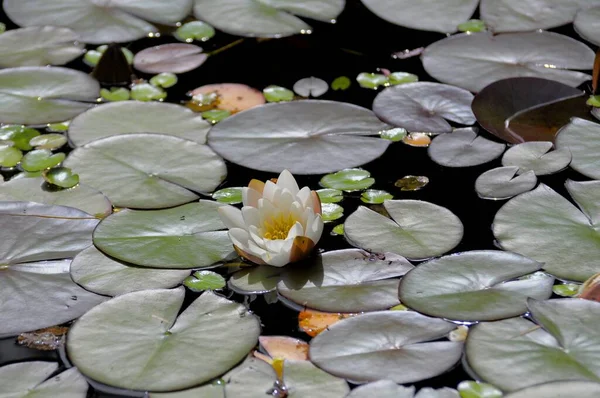 庭の池 白い睡蓮 Nymphaea Alba — ストック写真