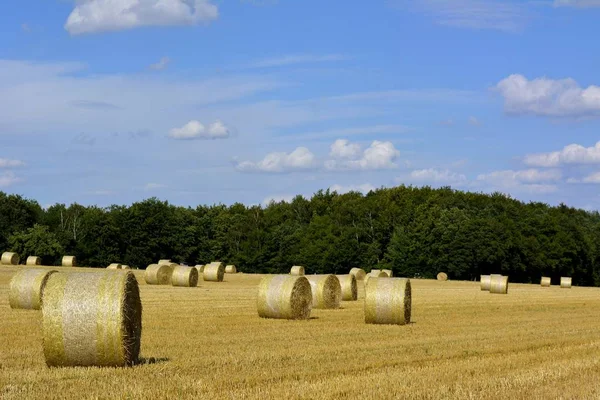 Maulbronn Abgerntetes Cornfield Αχυρόμπαλες — Φωτογραφία Αρχείου