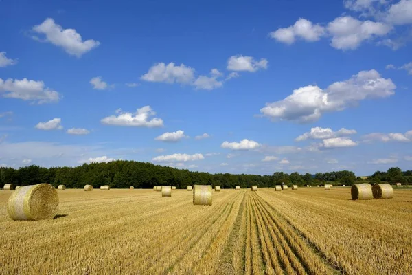 Άποψη Του Cornfield Έννοια Της Γεωργίας — Φωτογραφία Αρχείου