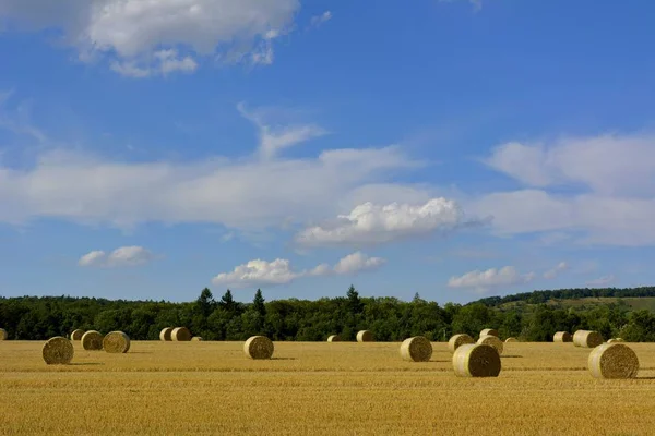 Vue Champ Maïs Concept Agricole — Photo