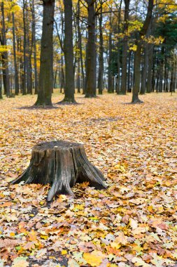 oak stumb among yellow autumn leafs in forest clipart