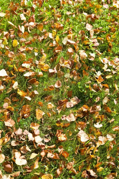 Folhas Bétula Outono Amarelo Caído Gramado Verde — Fotografia de Stock