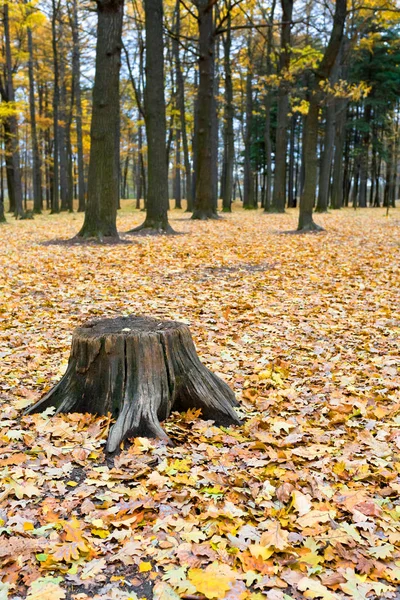 Dubový Pahýl Mezi Žlutými Podzimními Listy Lese — Stock fotografie