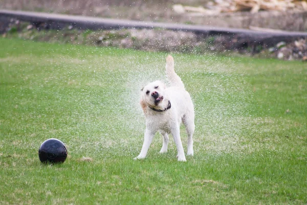 dog labrador shakes water off