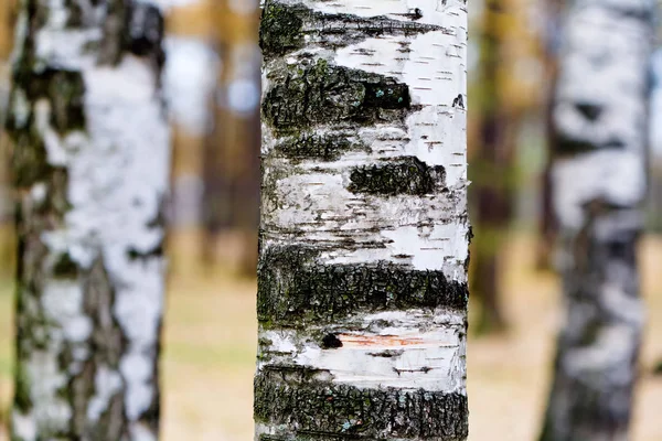 Trzy Pnie Brzozy Jesiennym Lesie — Zdjęcie stockowe