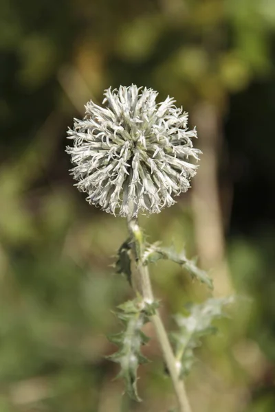 Thistle Flowers Wild Field Flora — Stock Photo, Image