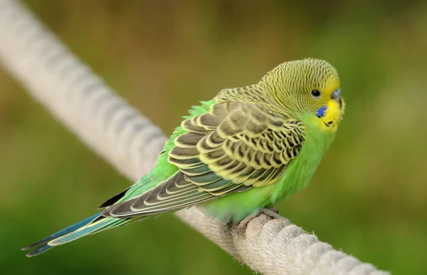 Malebný Pohled Pestrobarevné Papoušky — Stock fotografie