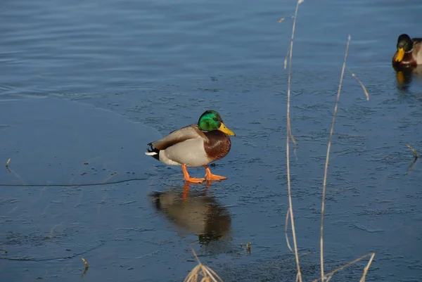 Vista Cênica Pato Mallard Bonito Natureza — Fotografia de Stock