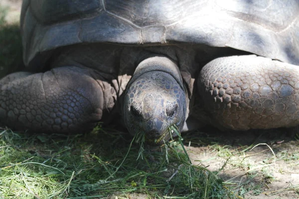 Rettile Tartaruga Animale Fauna Naturale — Foto Stock