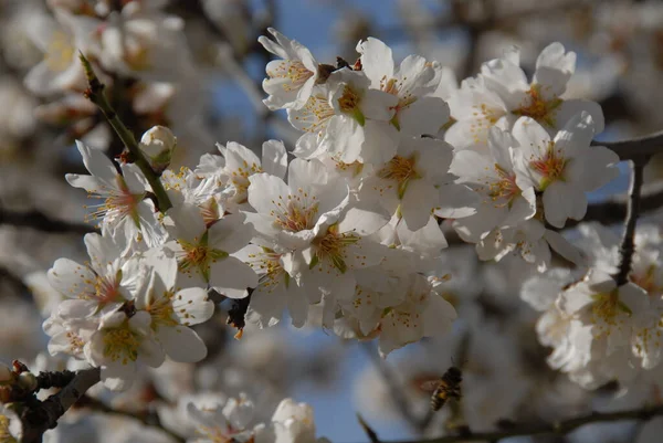 Flora Kwiaty Kwitną Wiosną — Zdjęcie stockowe