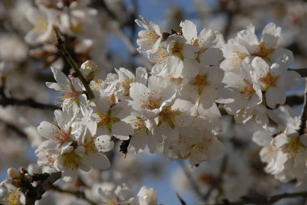 春に花を咲かせ — ストック写真