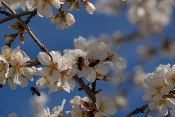 春に花を咲かせ — ストック写真