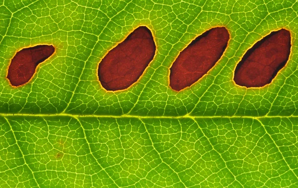 leaf structure, close up view foliage background