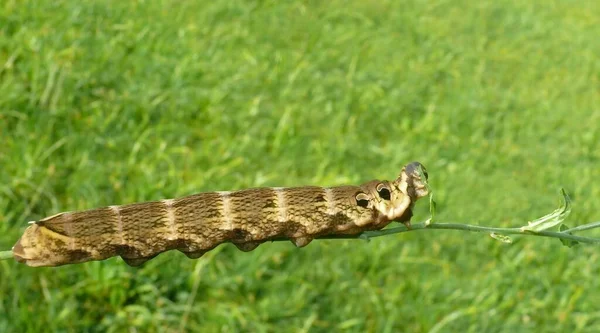 Nahaufnahme Von Wanzen Der Wilden Natur — Stockfoto