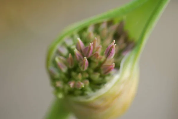 アリウム Sphaerocephalum 花芽早春に咲く — ストック写真