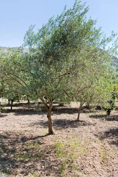 Olive Tree Sicilian Garden — Stock Photo, Image