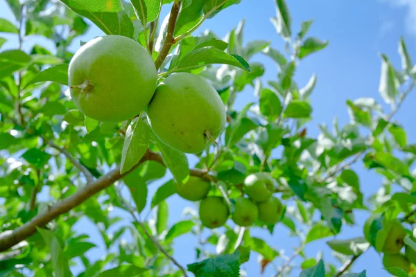 Manzanas Verdes Rama Huerto Manzana — Foto de Stock