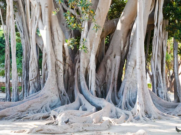 Ficus Magnolioide Árvore Gigante Histórica Giardino Garibaldi Palermo — Fotografia de Stock