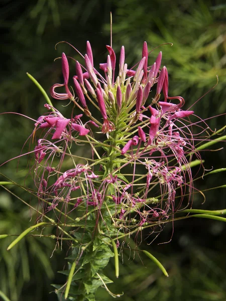 Bel Colpo Botanico Carta Parati Naturale — Foto Stock