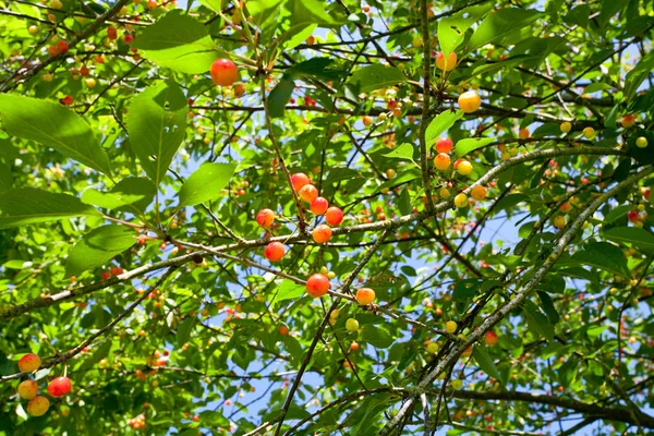 Cereja Doce Vermelha Amarela Árvore — Fotografia de Stock